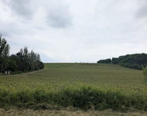 Balade entre vignes et vergers à St Rémy - Brissac-Loire-Aubance - 4