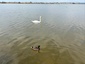 Balade dans le site naturel du Bolmon - Marignane - 9