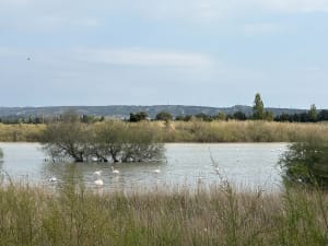 Balade dans le site naturel du Bolmon - Marignane - 10