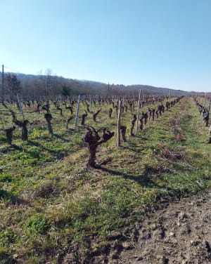 Randonnée dans les vignes et les châteaux de Broze - Broze - 10