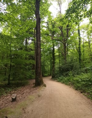 Balade dans le bois de Plédran - Plédran - 5