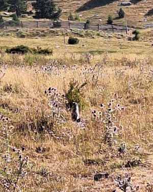 Marmottenpad vanaf het uitkijkpunt - Montclar - 7
