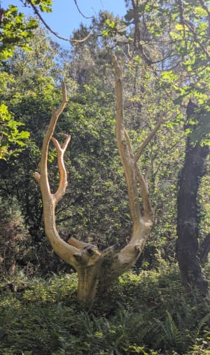 Jusqu'aux confins du Val sans Retour (Brocéliande) - Tréhorenteuc - 33