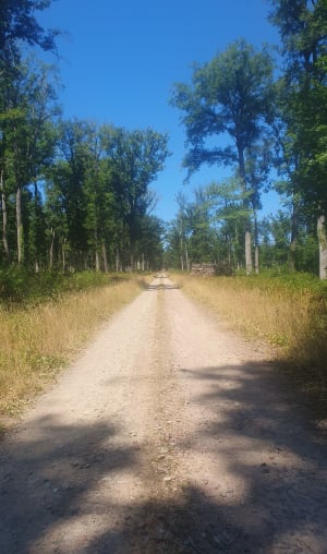 Boucle Hérisson par la forêt de Soulongis. - Hérisson - 7