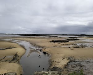 Sentier littoral du Teich et paradis des oiseaux - Le Teich - 9