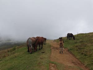 Au cœur du Val d'Azin et paysages à couper le souffle - Arbéost - 35