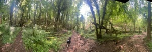 Sentier des Combes et forêt à Ahuy - Ahuy - 5