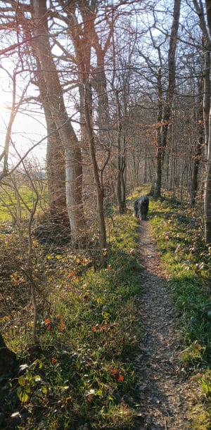 Petite marche en Forêt de Creuse - Creuse - 4