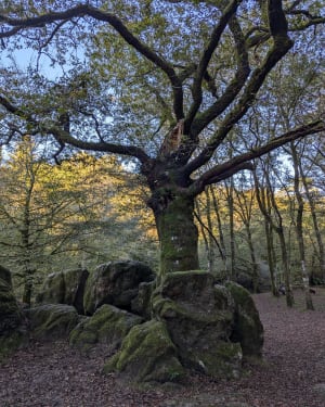 St Julien - site de Corot - Saint-Junien - 31