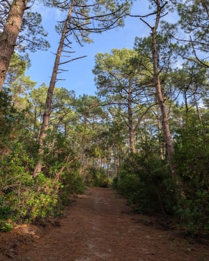 Balade entre forêt et océan au Petit Piquey - Cedric - 12