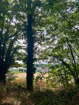 Balade dans les champs et en forêt à Sillé-le-Philippe - Solène - 2