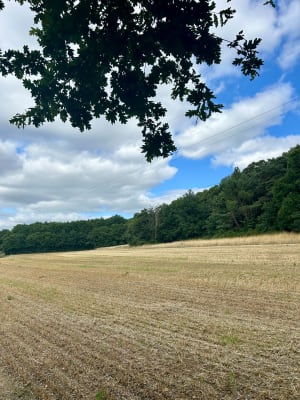 Balade dans les champs et en forêt à Sillé-le-Philippe - Solène - 4