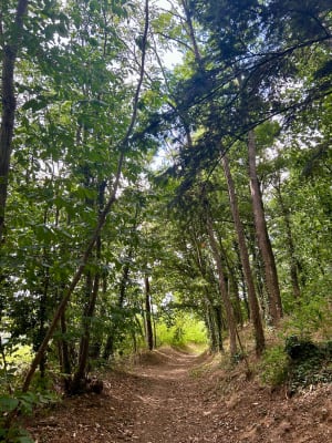 Balade dans les champs et en forêt à Sillé-le-Philippe - Solène - 5