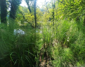 La balade bambou - Beaulieu - 11