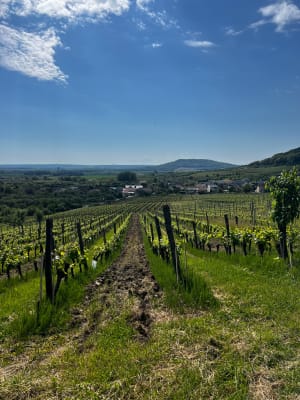 Lucey et exquises mirabelles et vignes dans les côtes de Toul - Laura - 4