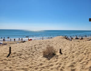 Entre dunes et pins - Le Rocher - Elise - 2