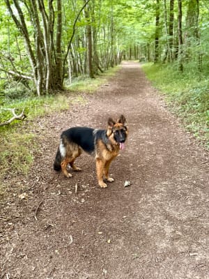 Chemin de Mervent - Mervent - 16