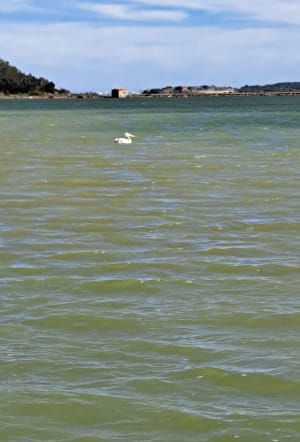 Sortie autour des étangs de Peyriac-de-Mer - Peyriac-de-Mer - 13