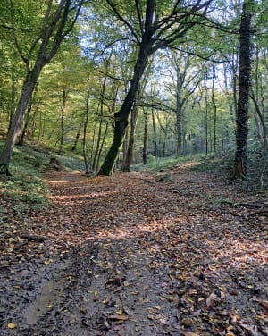 Petite boucle forestière autour de La Cerlangue - La Cerlangue - 6
