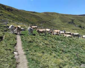 Excursion panoramique au Plomb du Cantal - Albepierre-Bredons - 11