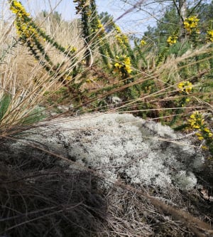 La chambre au loup dans la Lande de Bretagne - Iffendic - 5
