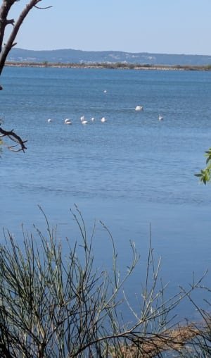 Promenade en petite Camargue - Saint-Chamas - 4