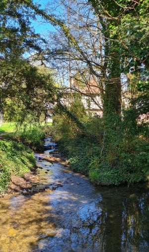 La forêt du Houley - Ouilly-du-Houley - 6