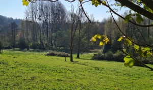 La forêt du Houley - Ouilly-du-Houley - 8
