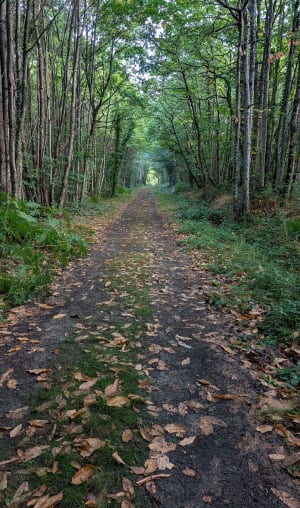 Forêt de Pincé et bois de Beffes - Frederic - 2