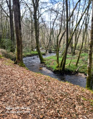 Forêt d'Epagne depuis Monteil - Sauviat-sur-Vige - 8