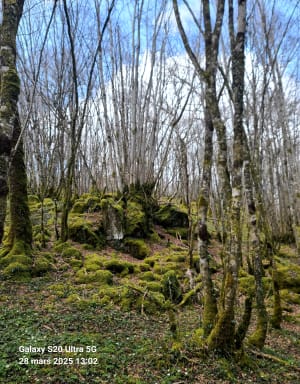 Forêt d'Epagne depuis Monteil - Sauviat-sur-Vige - 9