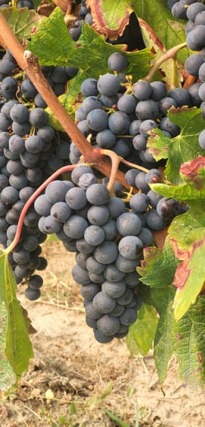 Boucle de Carignan - Carignan-de-Bordeaux - 7