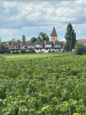 Balade vers Marsannay-la-Côte - Marsannay-la-Côte - 5