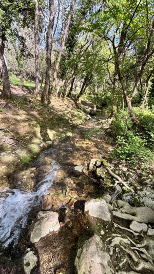 Balade dans la forêt entre Valbonne et Roquefort Les Pins - Valbonne - 3