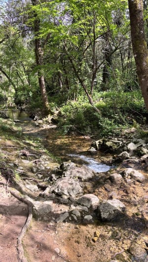 Balade dans la forêt entre Valbonne et Roquefort Les Pins - Valbonne - 4