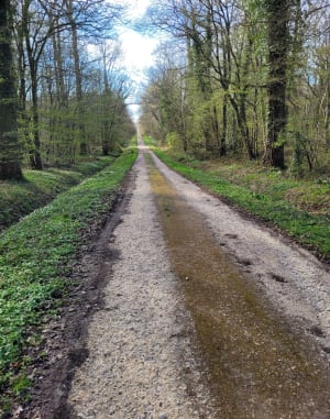 Forêt de Choqueuse et bois de Doue - Franck - 3