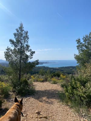 La Crète du Gros Cerveau - Sanary-sur-Mer - 7