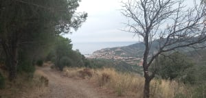 Les hauts de Banyuls - Banyuls-sur-Mer - 16