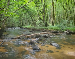 Forêt d'Epagne depuis Monteil - Sauviat-sur-Vige - 12