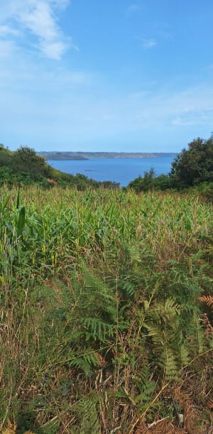 Virée sur la pointe de Plouha - Plouha - 20