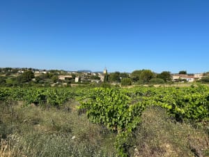 Château de Castellas de Montpeyroux depuis le Barry - Montpeyroux - 5