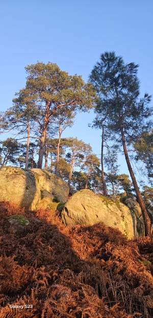 Exploration en forêt de Fontainebleau et nombreux trésors - Fontainebleau - 29