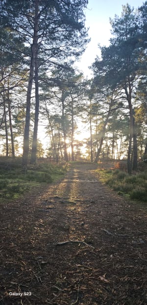 Exploration en forêt de Fontainebleau et nombreux trésors - Fontainebleau - 30