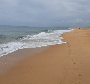 Entre pins et plage autour de Labenne - Labenne - 3