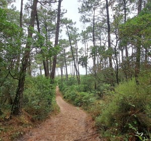 Entre pins et plage autour de Labenne - Labenne - 5