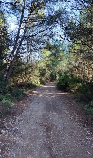 Les Aresquiers - Vic-la-Gardiole - 41