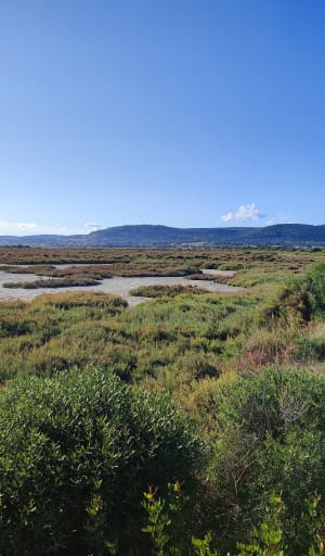 Les Aresquiers - Vic-la-Gardiole - 42