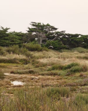 Entre rivière et plage : la dune - Les Granges - 8