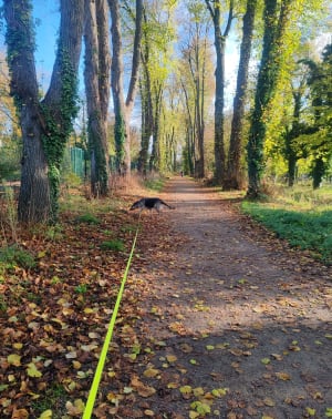 Le sentier de la Ternoise en variante période de chasse, dans la forêt d'Hesdin - Hesdin - 9