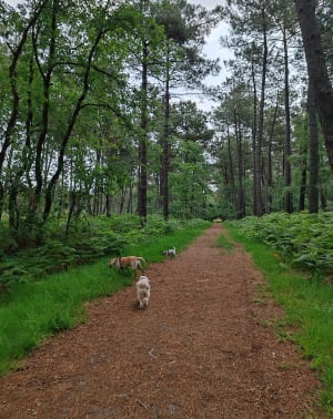 Forêt de Chambiers - Durtal - 2